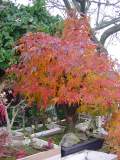 acer bonsai aut 01.JPG